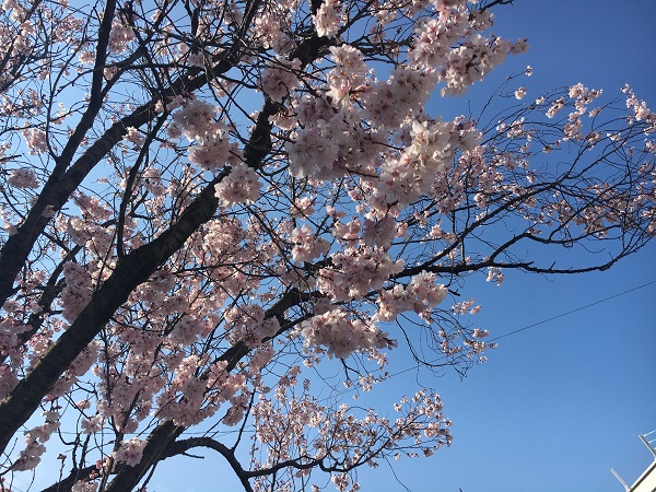 桜