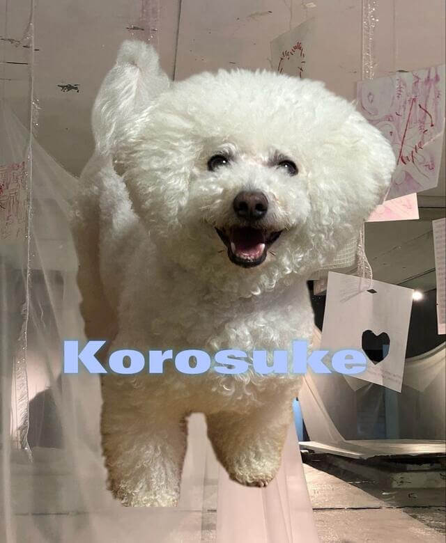 犬
