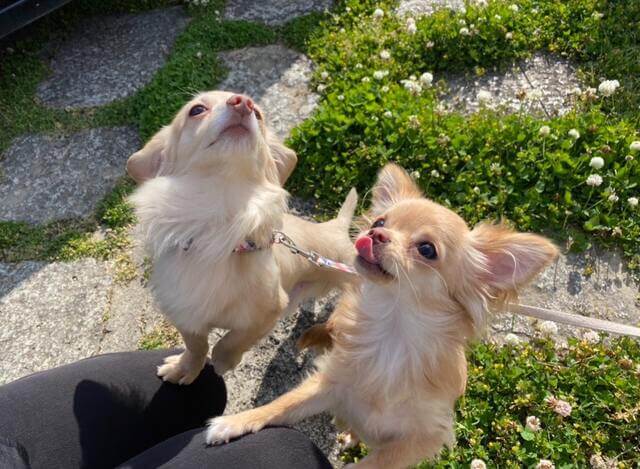 犬