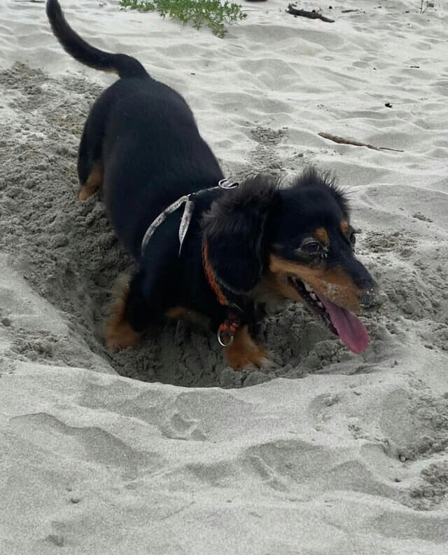 犬