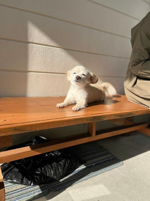犬