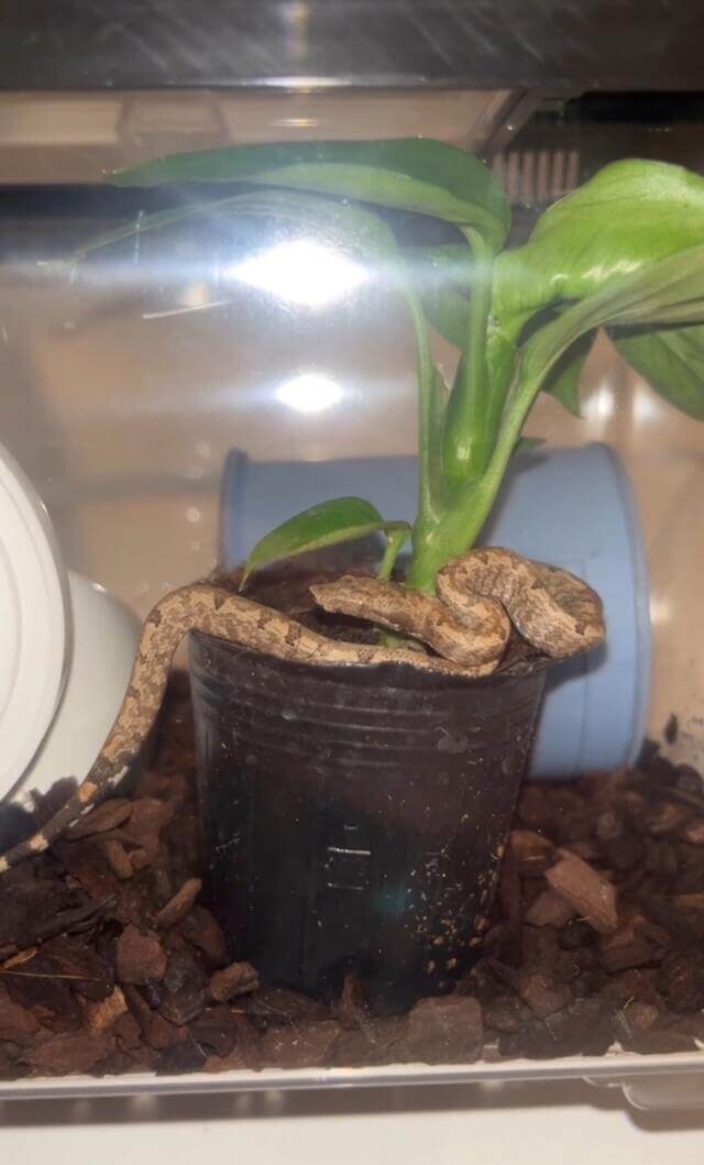植物