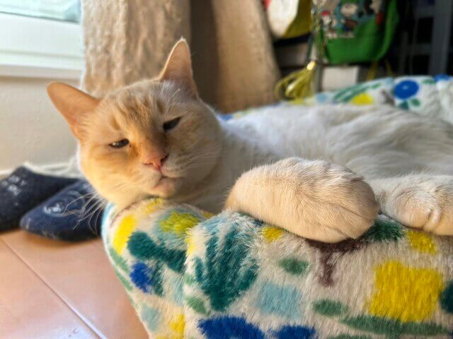 猫