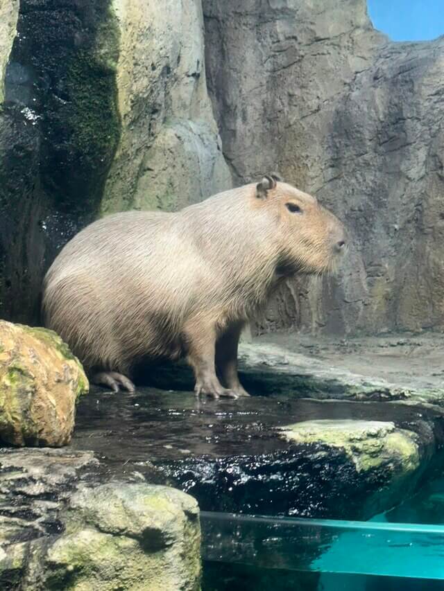 動物