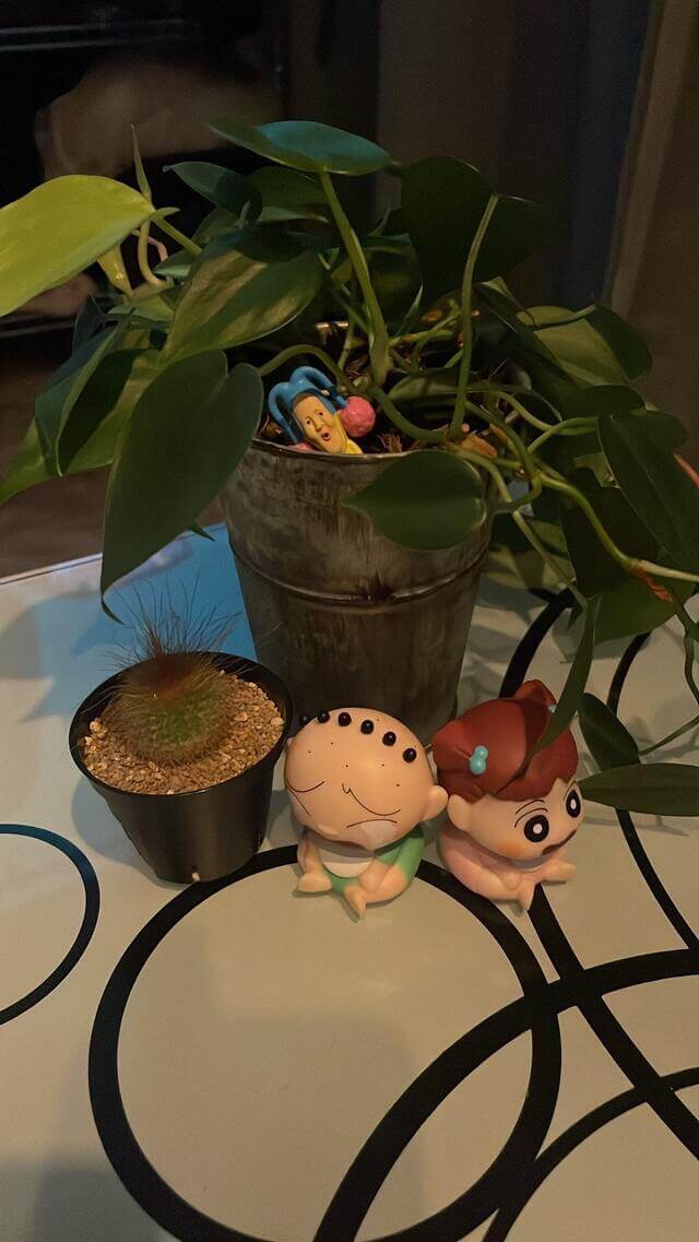植物